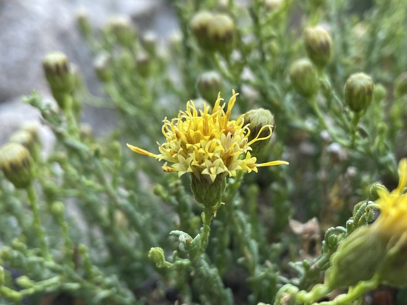 Ericameria martirensis