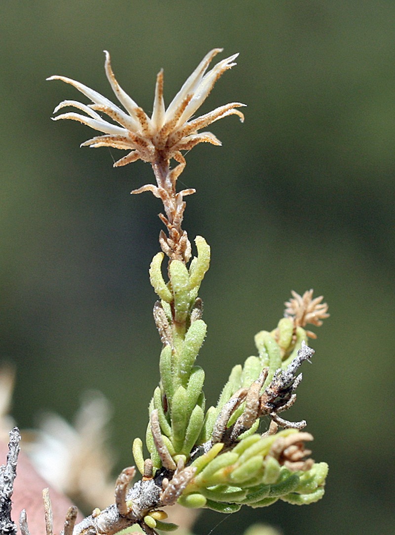 Ericameria martirensis photo 2
