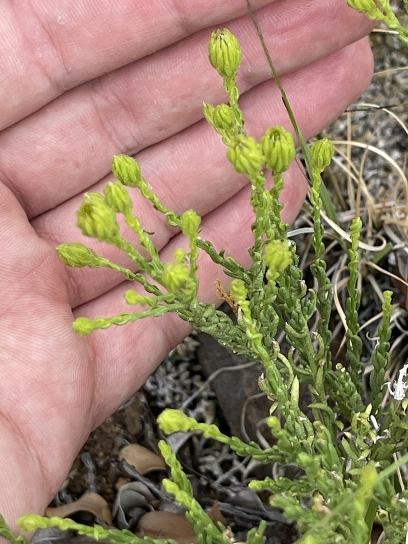 Ericameria martirensis photo 3
