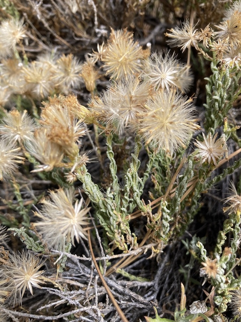 Ericameria martirensis photo 4
