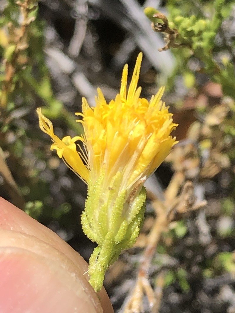 Ericameria martirensis photo 5