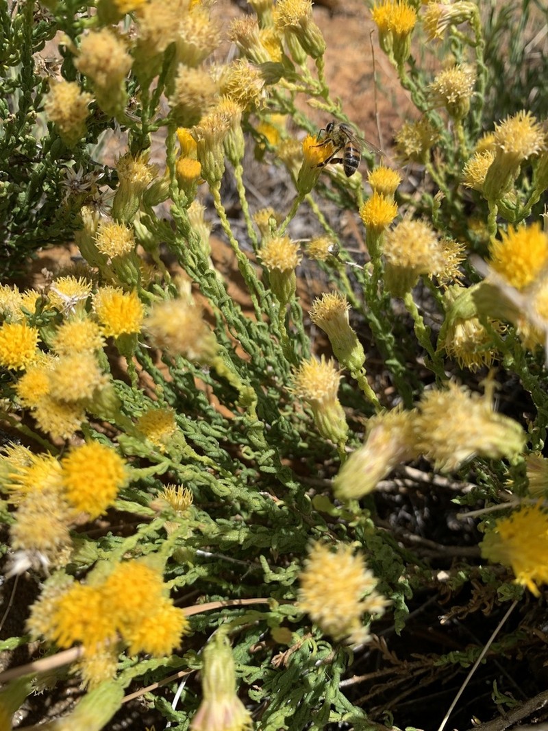 Ericameria martirensis photo 6