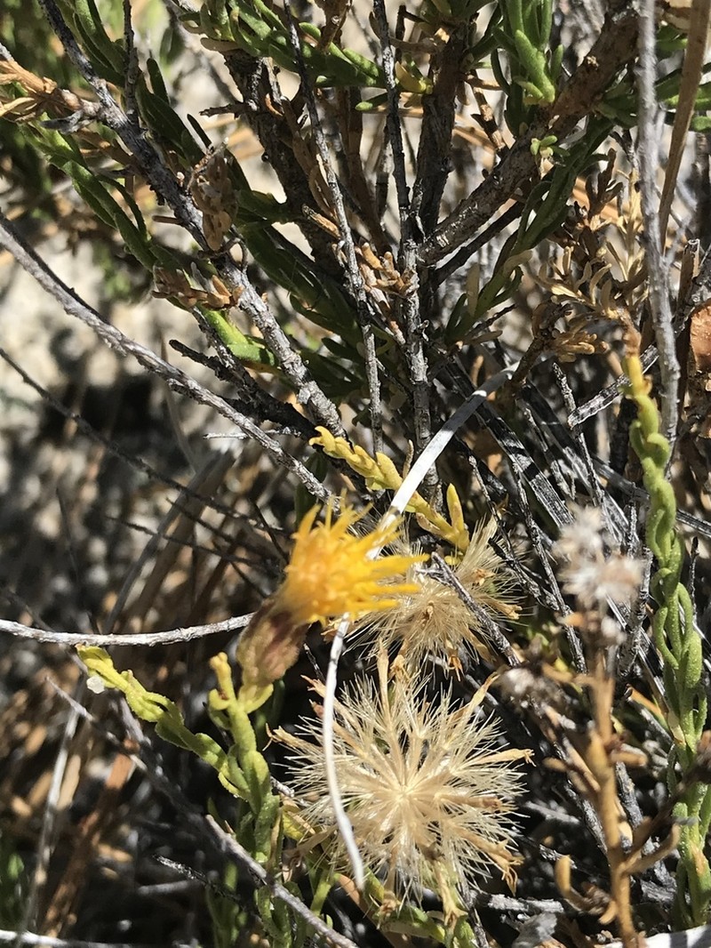 Ericameria martirensis photo 7
