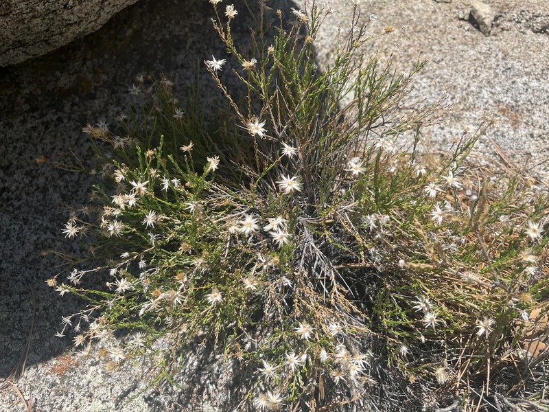 Ericameria martirensis photo 8