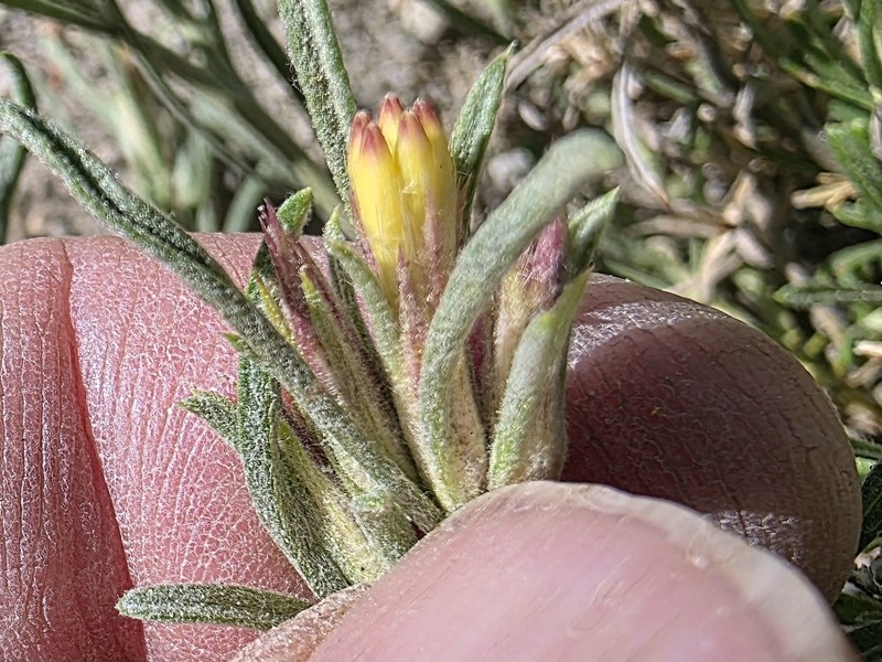 Ericameria monocephala
