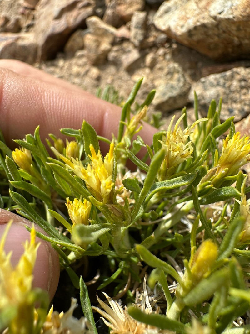 Ericameria monocephala photo 2