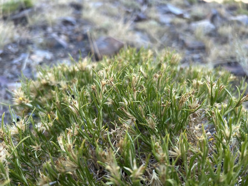 Ericameria monocephala photo 3