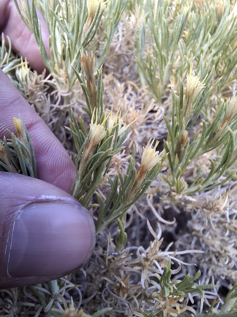 Ericameria monocephala photo 4