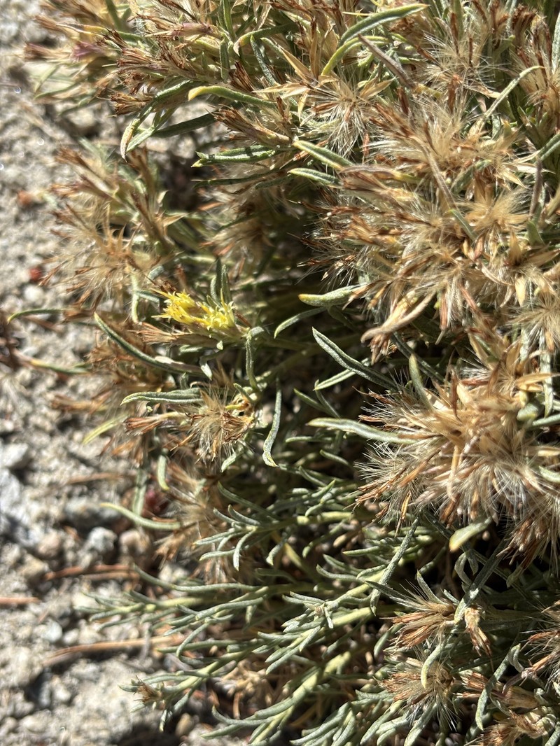 Ericameria monocephala photo 5
