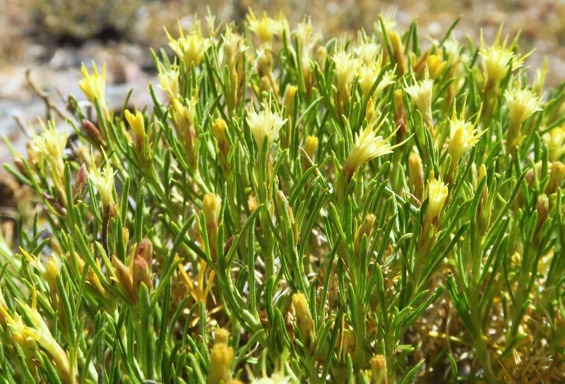 Ericameria monocephala photo 6