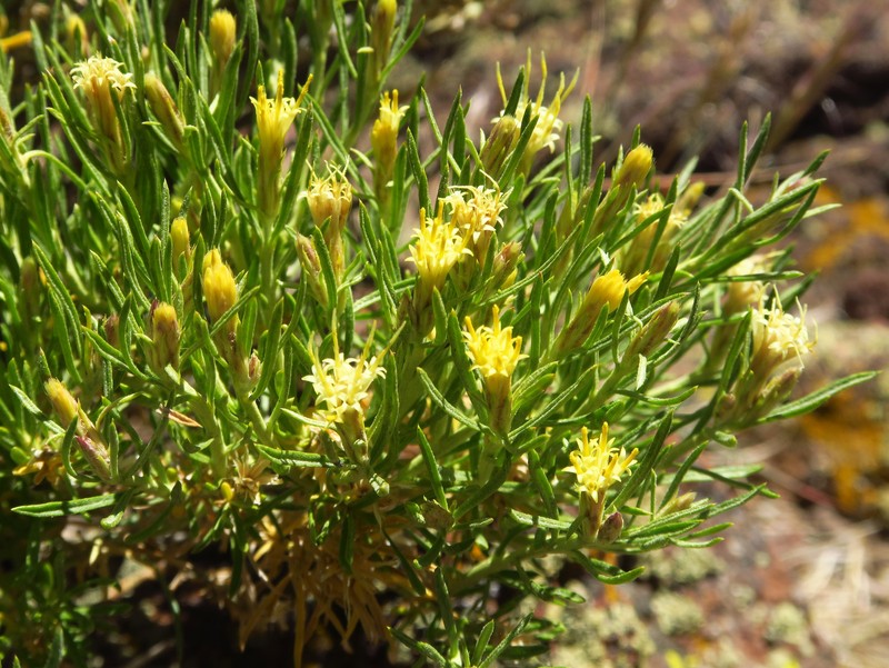 Ericameria monocephala photo 7