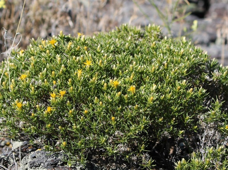 Dwarf Goldenbush photo 2