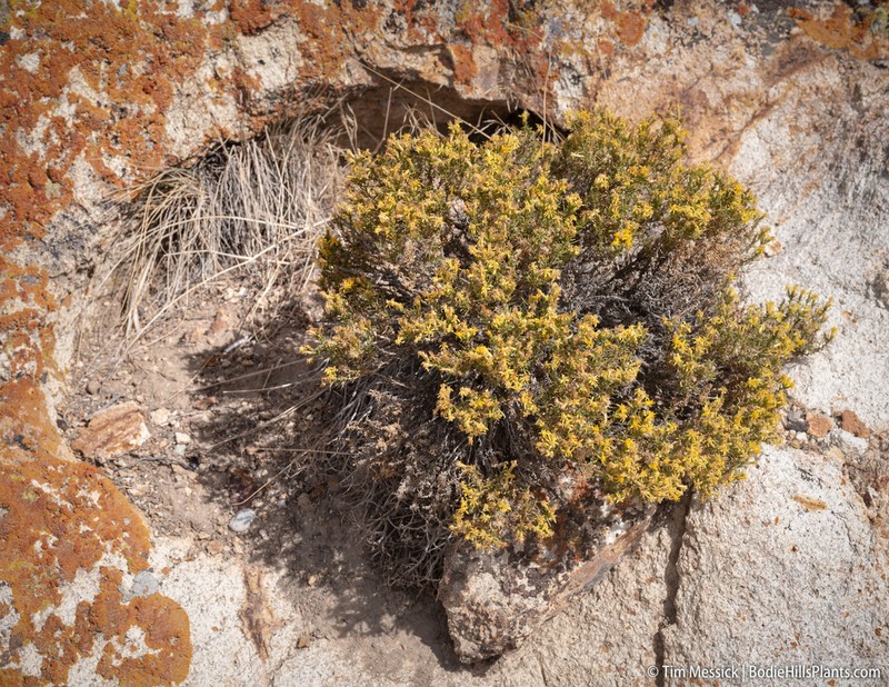Dwarf Goldenbush photo 3