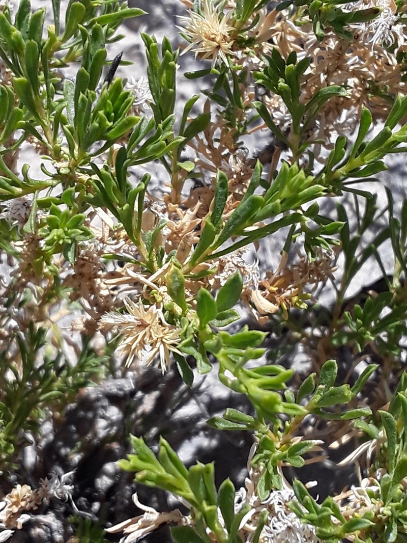 Dwarf Goldenbush photo 4