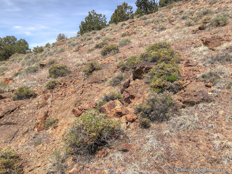 Dwarf Goldenbush photo 5