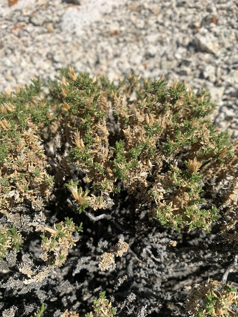 Dwarf Goldenbush photo 6
