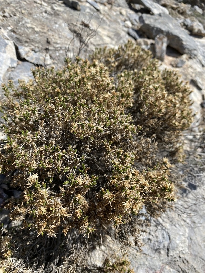 Dwarf Goldenbush photo 7