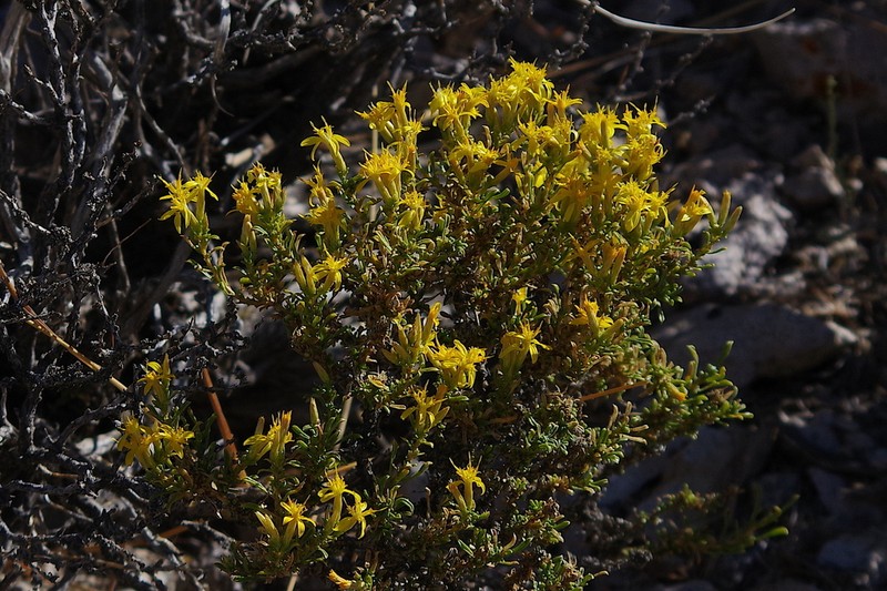 Dwarf Goldenbush photo 8
