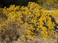 Rubber Rabbitbrush