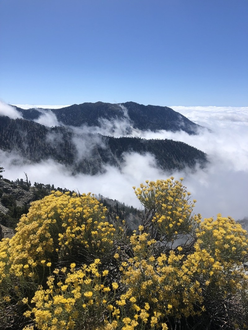 Rubber Rabbitbrush photo 2