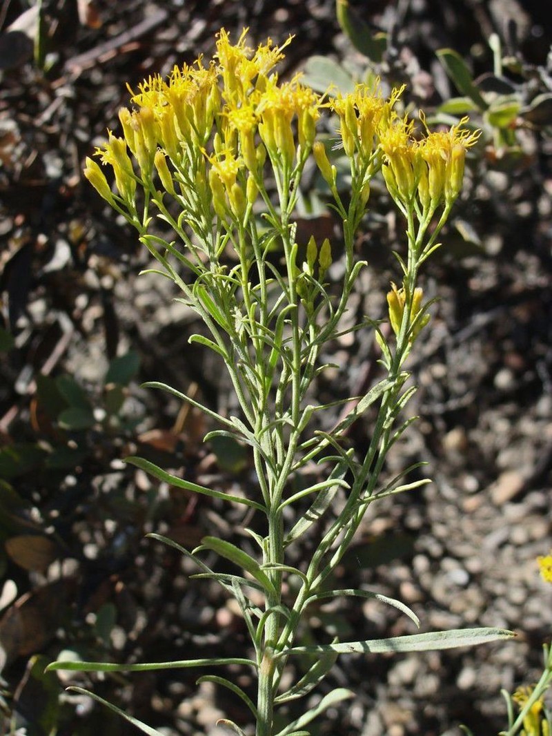 Rubber Rabbitbrush photo 3