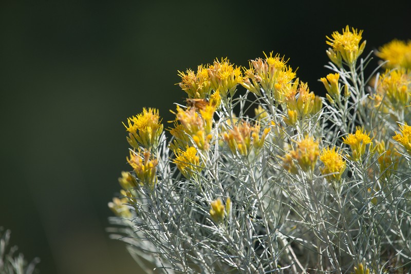 Rubber Rabbitbrush photo 4
