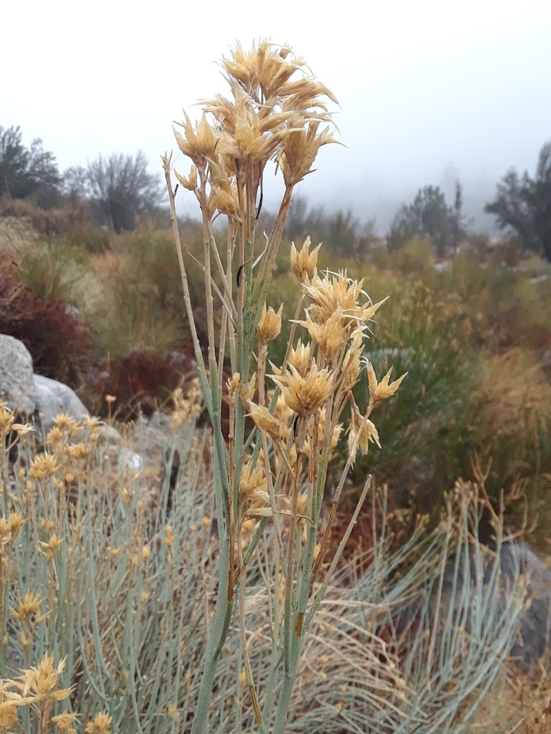 Rubber Rabbitbrush photo 5