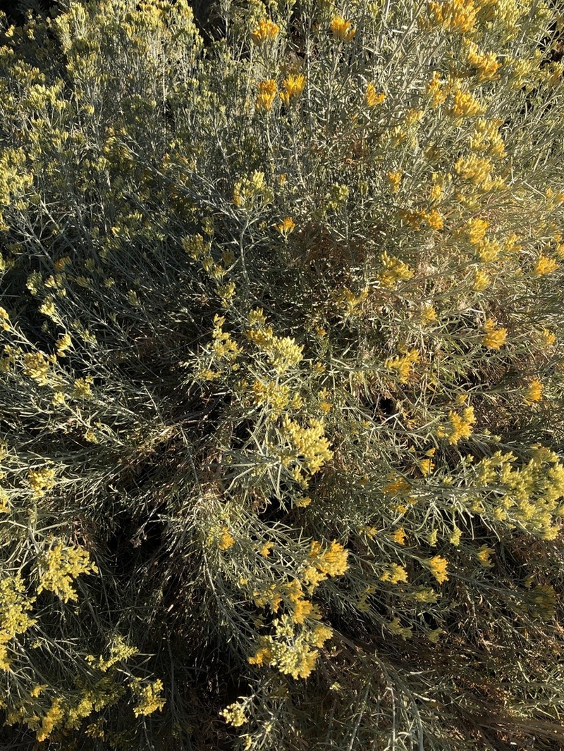 Rubber Rabbitbrush photo 6