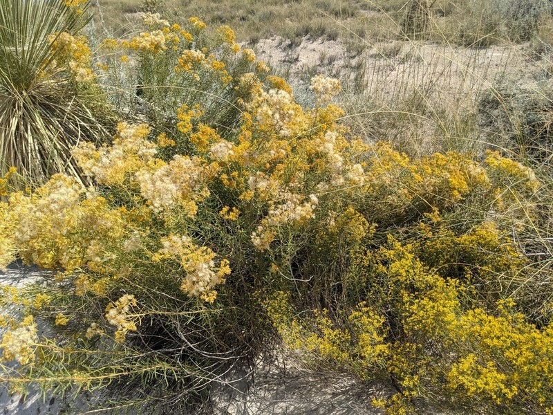 Rubber Rabbitbrush photo 7