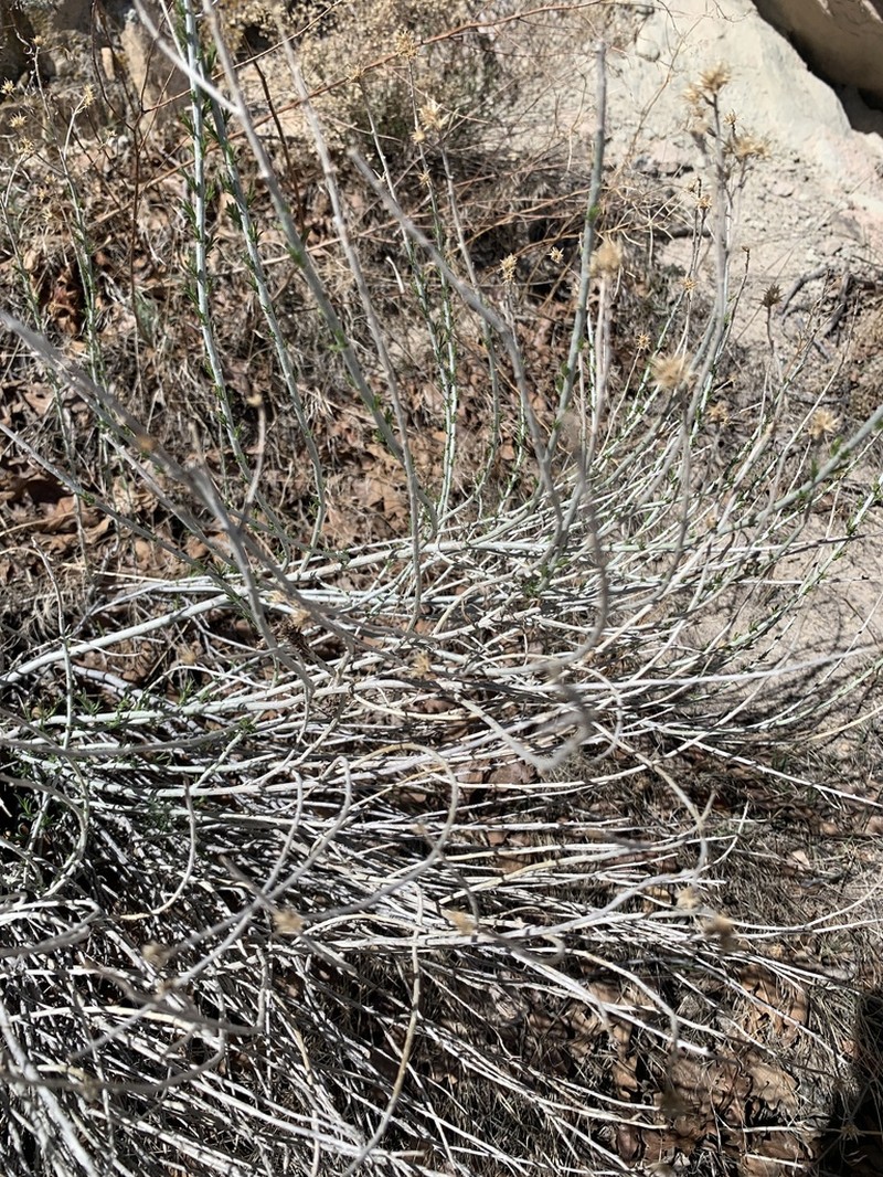 Rubber Rabbitbrush photo 8