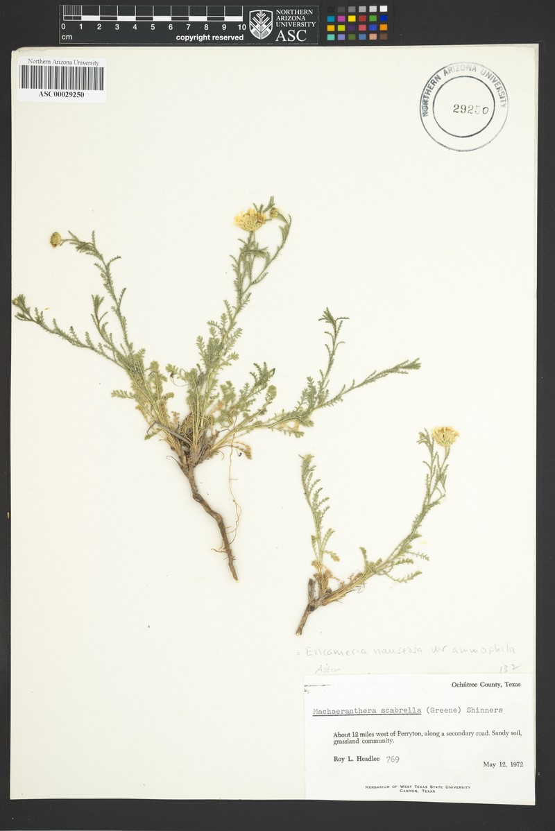 Ericameria nauseosa var. ammophila