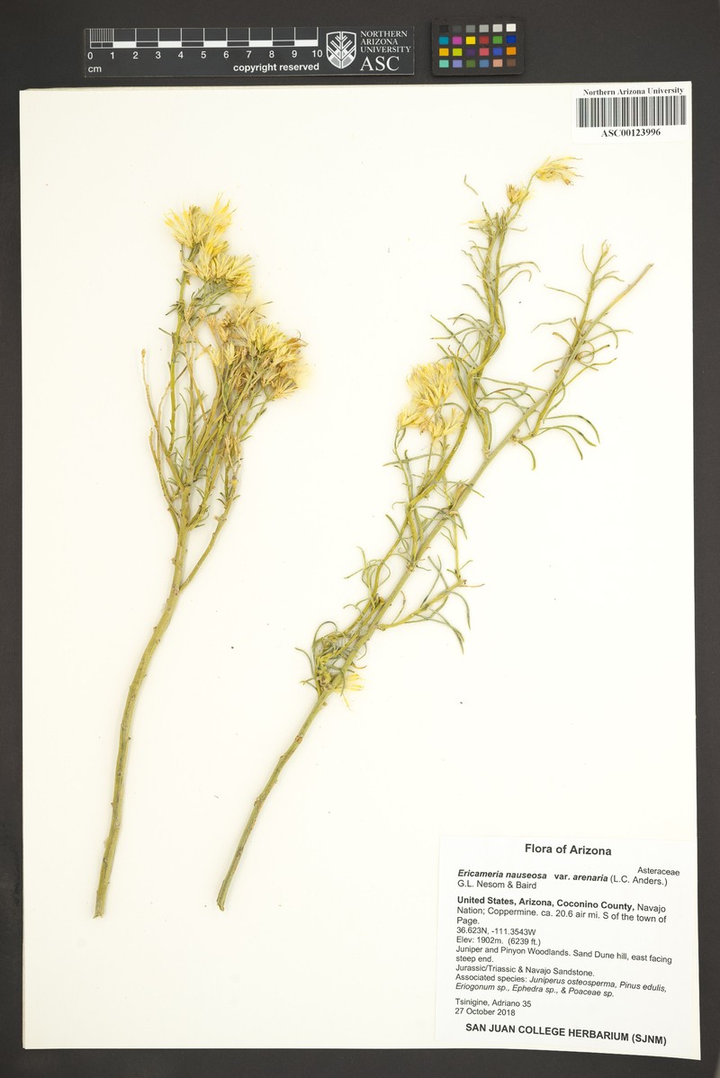 Ericameria nauseosa var. arenaria photo 3