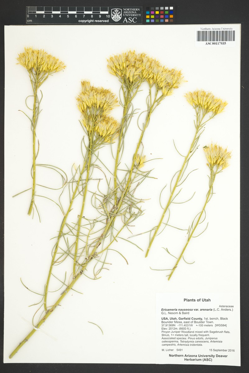 Ericameria nauseosa var. arenaria photo 4