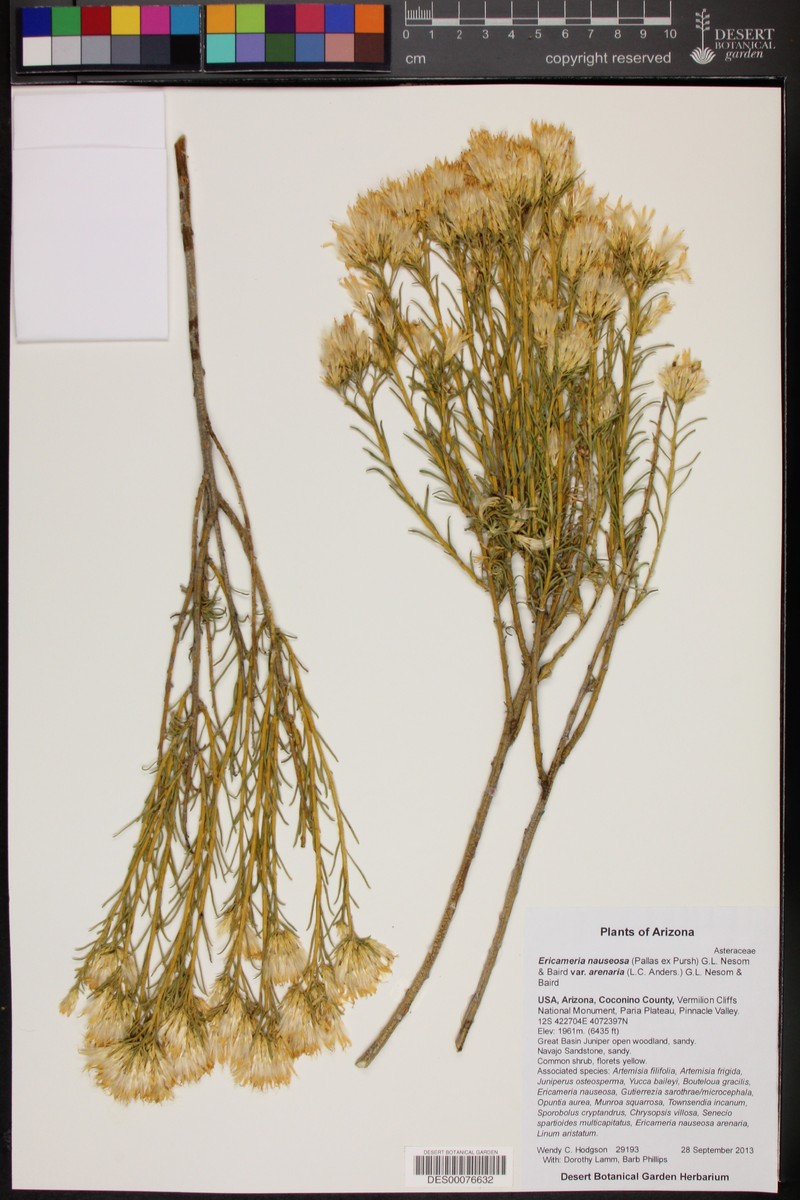 Ericameria nauseosa var. arenaria photo 5