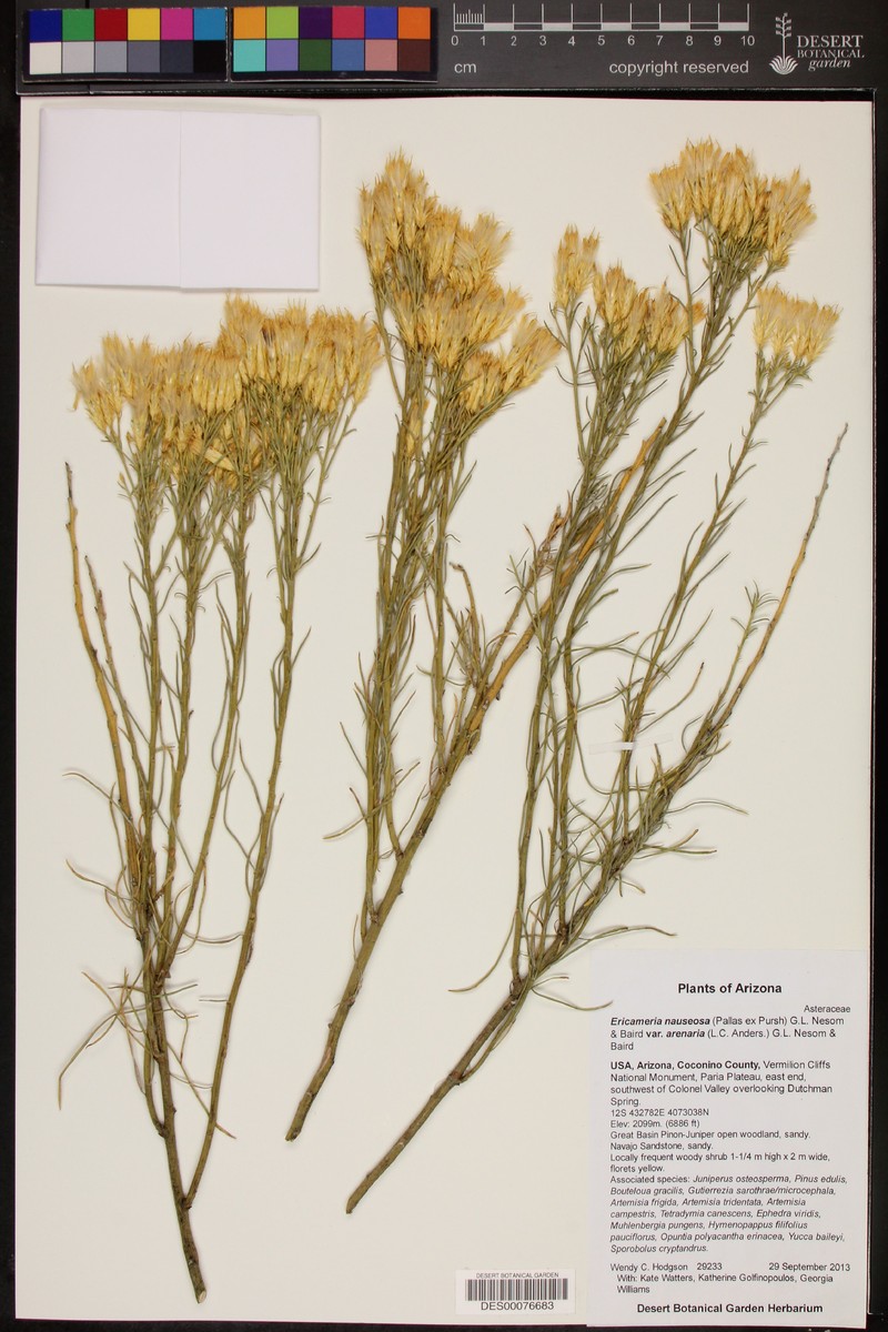 Ericameria nauseosa var. arenaria photo 6