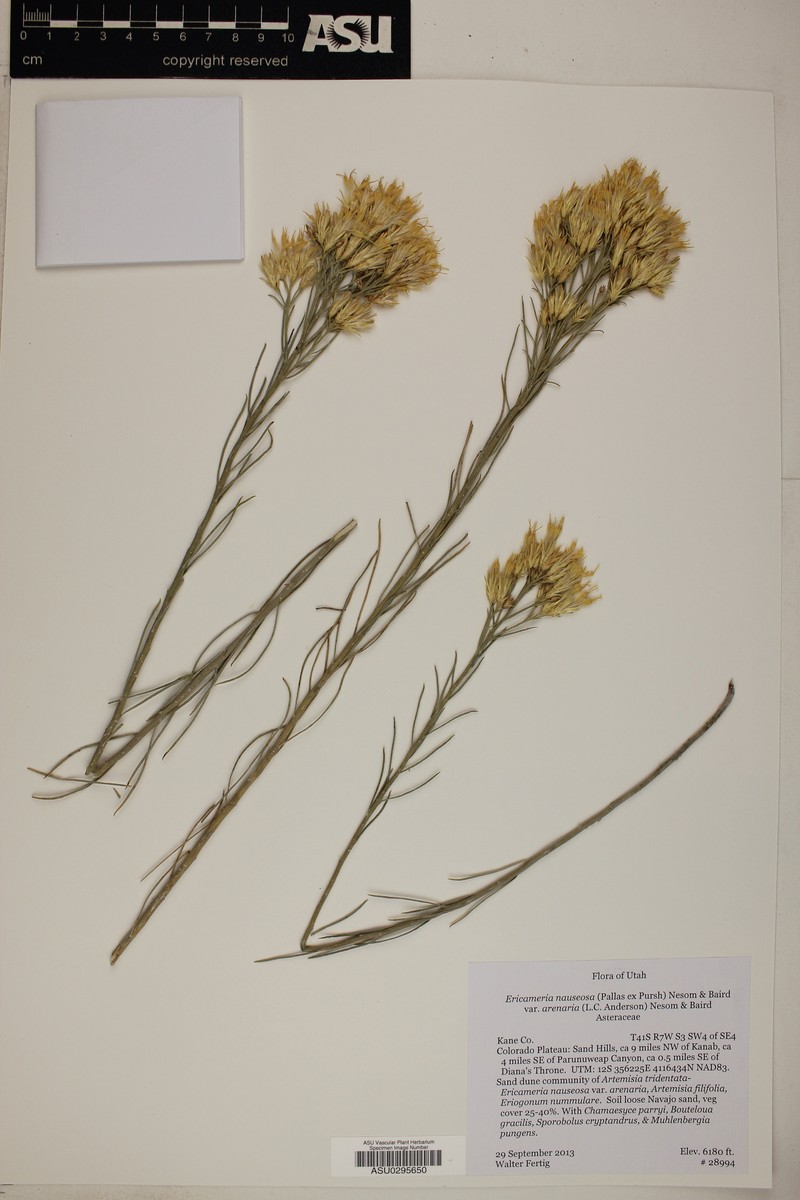 Ericameria nauseosa var. arenaria photo 7