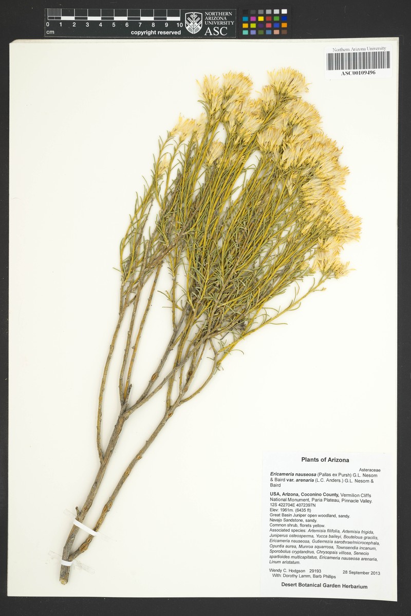 Ericameria nauseosa var. arenaria photo 8