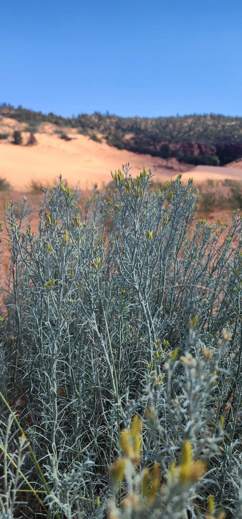 Ericameria nauseosa var. arenaria