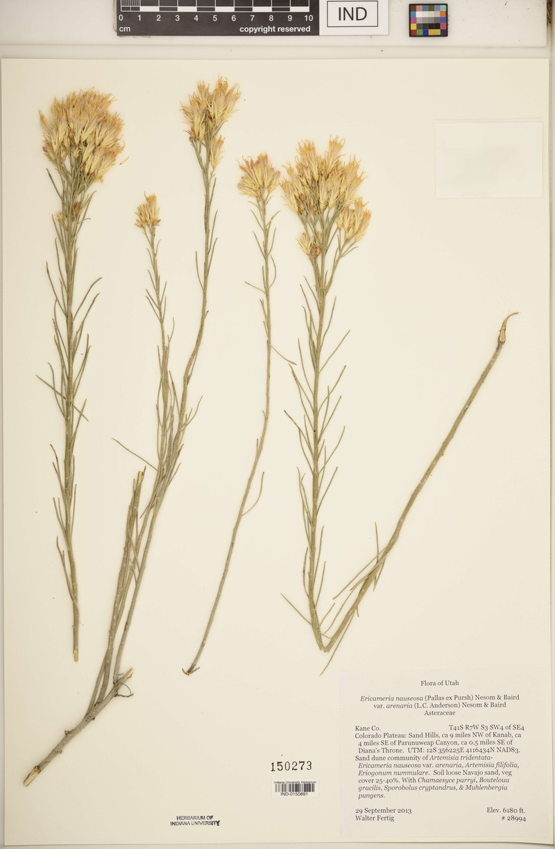 Ericameria nauseosa var. arenaria photo 2