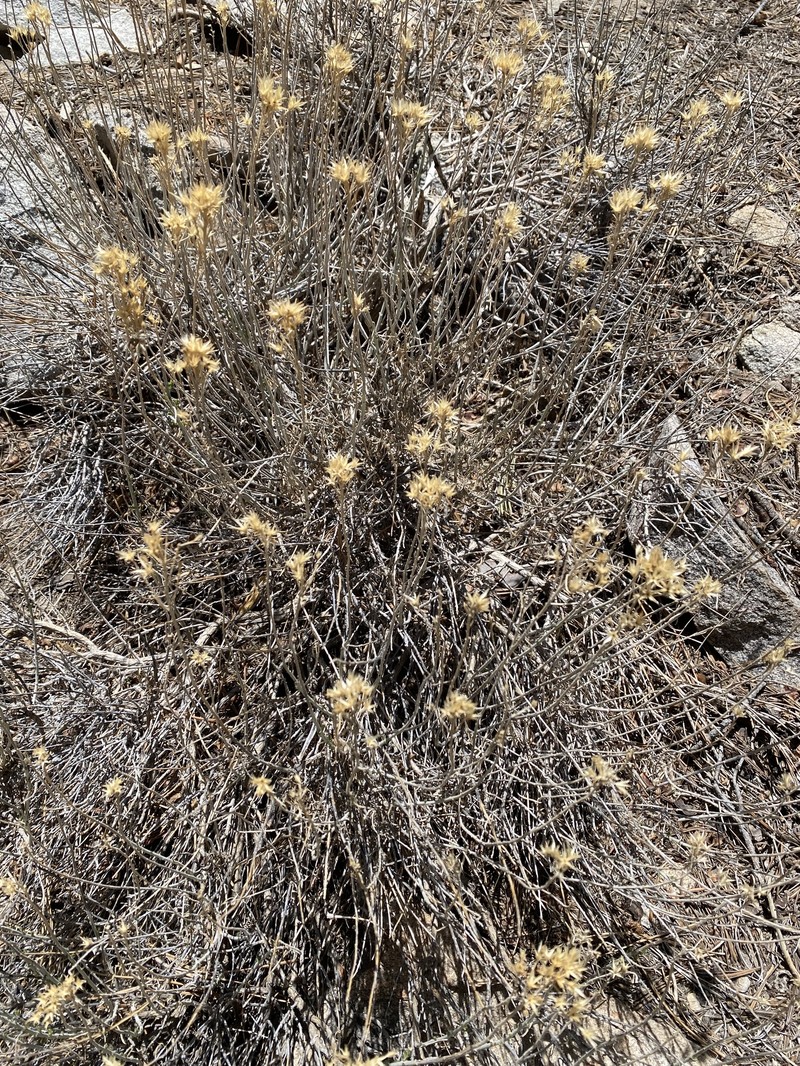 Ericameria nauseosa var. bernardina