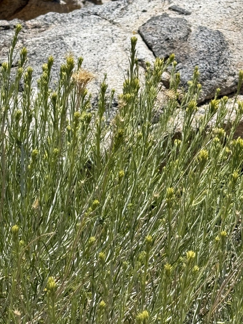 Ericameria nauseosa var. bernardina photo 2