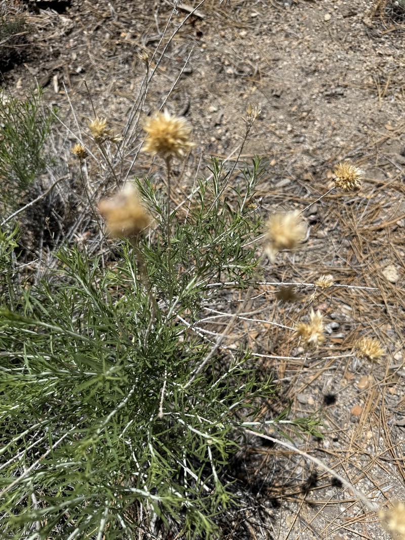 Ericameria nauseosa var. bernardina photo 3