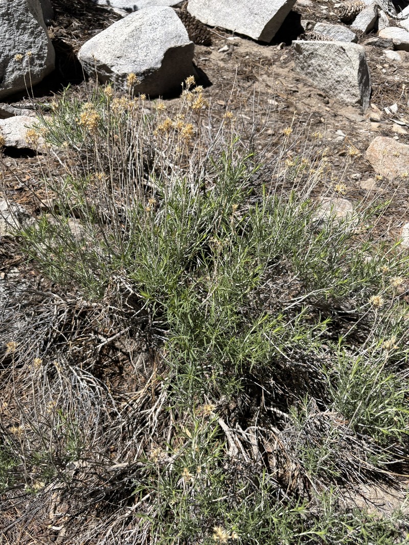 Ericameria nauseosa var. bernardina photo 4