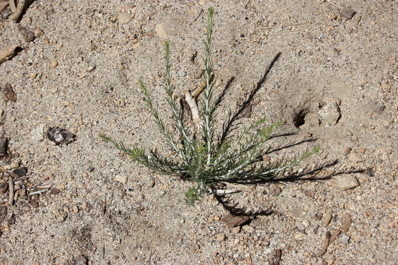 Ericameria nauseosa var. bernardina photo 5