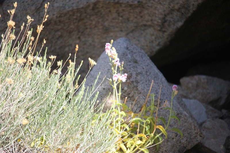Ericameria nauseosa var. bernardina photo 6