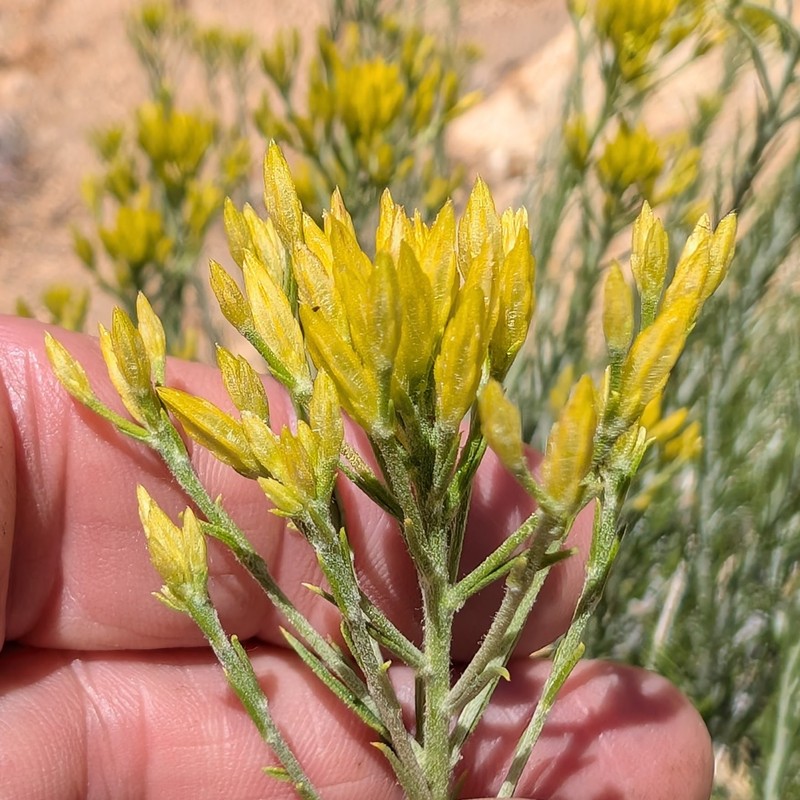 Ericameria nauseosa var. bernardina photo 8