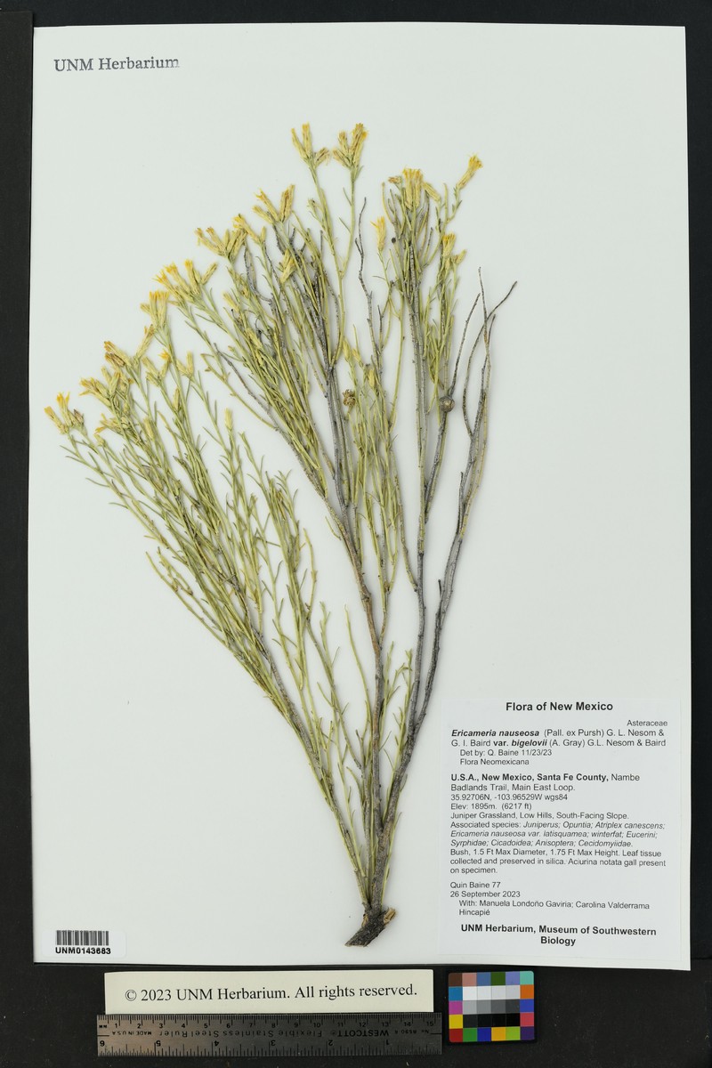 Ericameria nauseosa var. bigelovii photo 3