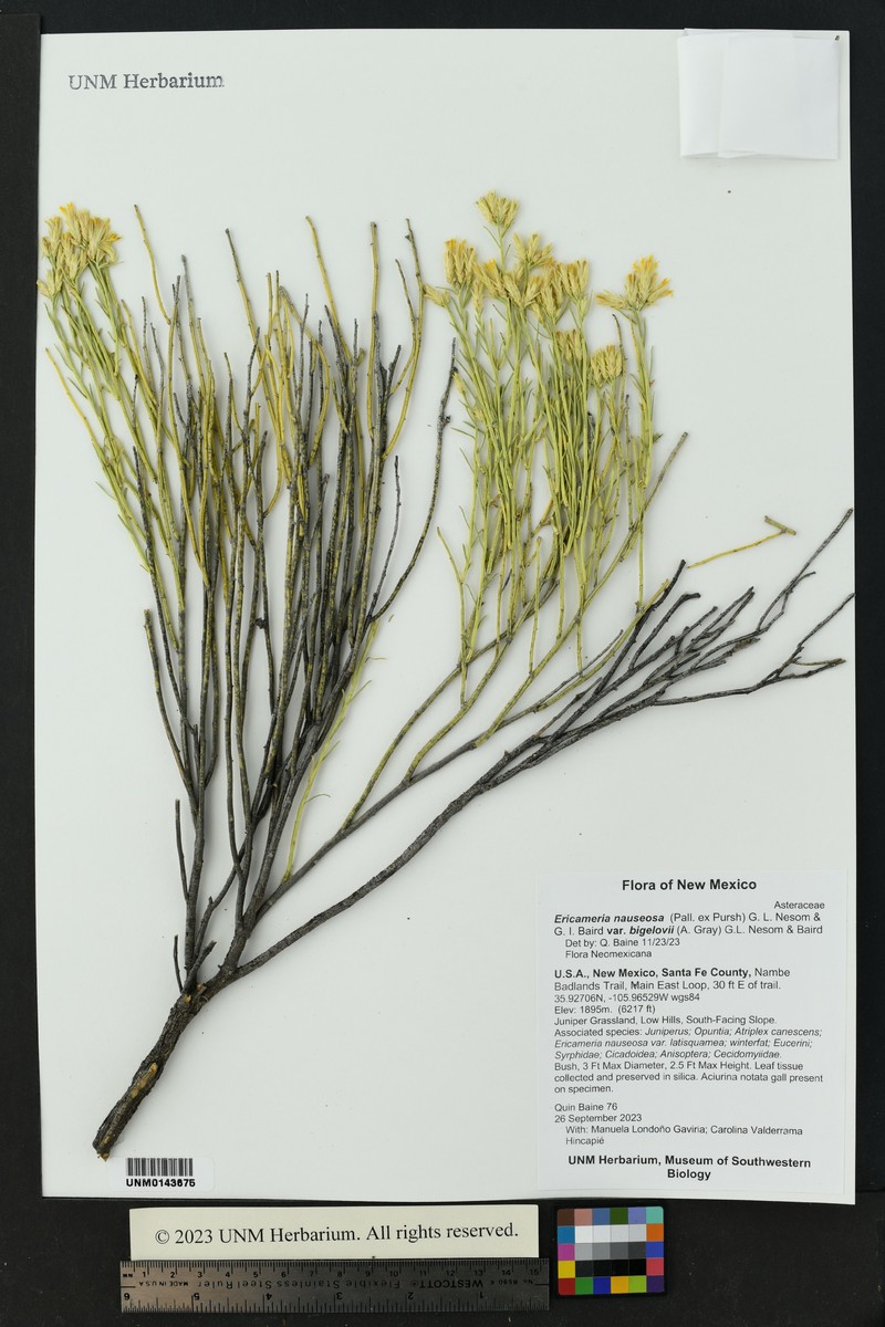 Ericameria nauseosa var. bigelovii photo 4