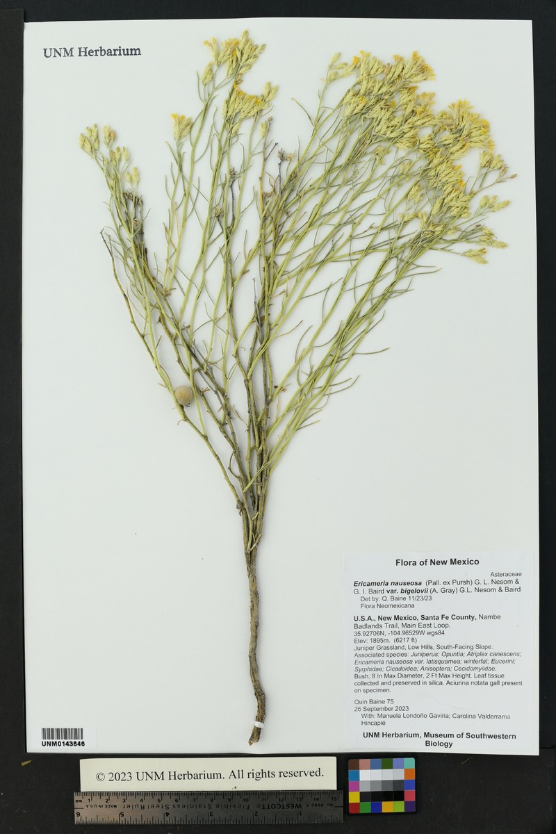 Ericameria nauseosa var. bigelovii photo 5