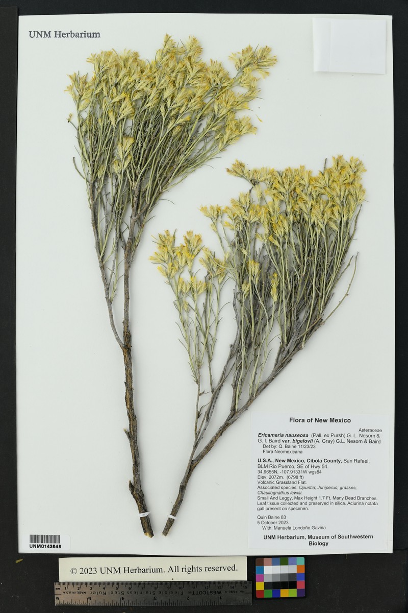 Ericameria nauseosa var. bigelovii photo 6